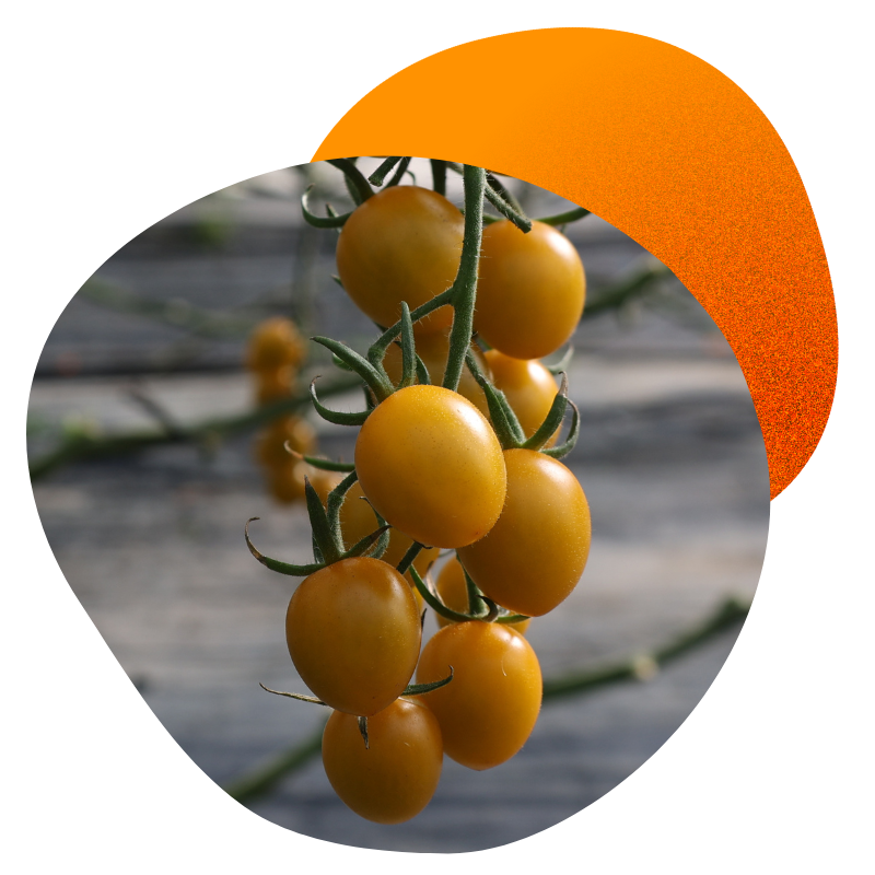 montaje-gabba-tomato